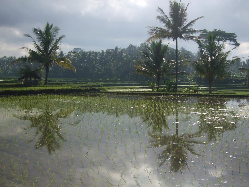 Puri Lotus Otel Ubud Dış mekan fotoğraf