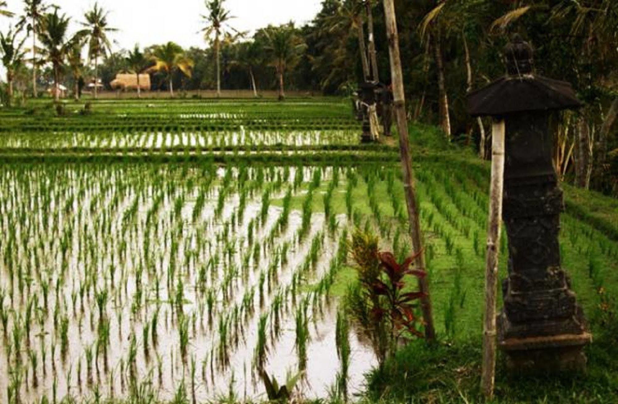 Puri Lotus Otel Ubud Dış mekan fotoğraf