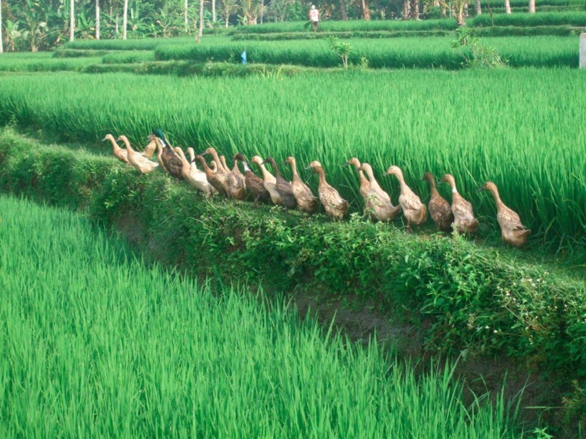 Puri Lotus Otel Ubud Dış mekan fotoğraf